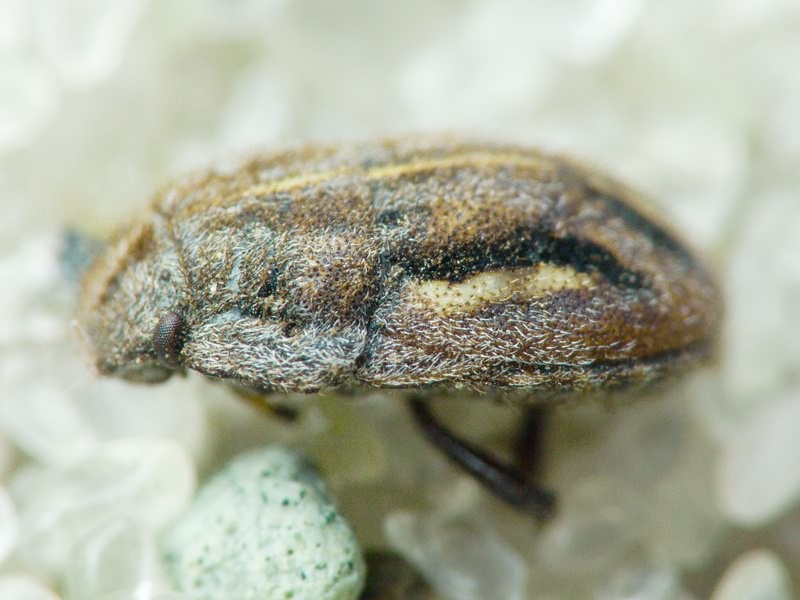 Odontoscelis (Odontoscelis) lineola Rambur, 1839